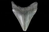 Juvenile Megalodon Tooth - Georgia #75429-1